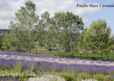 Purple Haze Lavendar Farm